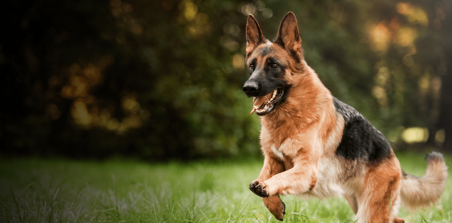 ValourPets Pte. Ltd.